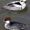 Smew